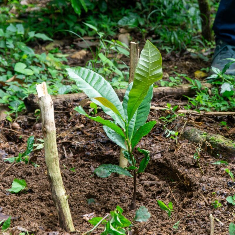 Træplantning for fremtidens kaffe