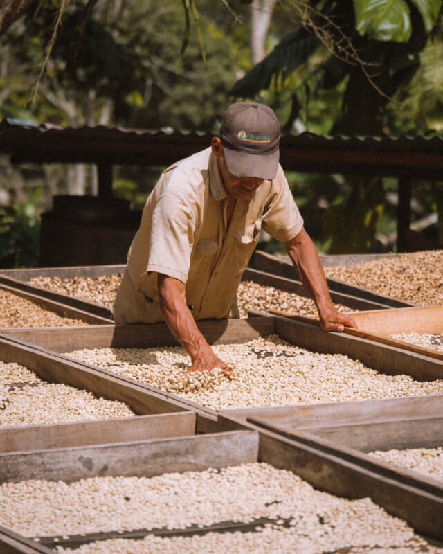 Single origin kaffe: Alt, du behøver at vide